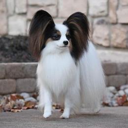 Havanese and Papillons from InVolo Papillons & Havanese