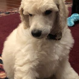 Poodle Puppies from D and D Standard Poodles