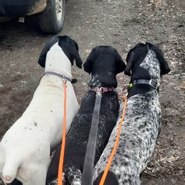 German Shorthaired Pointers from L & J Shorthairs