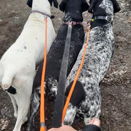 German Shorthaired Pointers from L & J Shorthairs