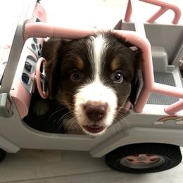 Pumpernickel - Red tri-color male Australian Shepherd puppy in Bennett, Colorado from Alolan Angel Aussies