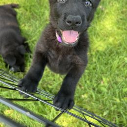 German Shepherd Puppies from Bolwerk’s 3B Acres