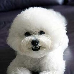 Bichon Frises from Legend Bichons