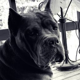 Lebowski - Cane Corso