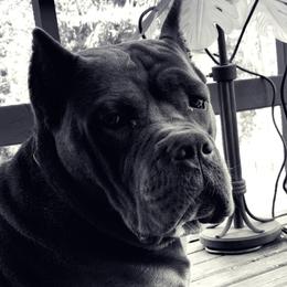 Lebowski - Cane Corso