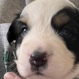 Girl 1 - Black tri Miniature Australian Shepherd puppy in Corydon, Indiana from Arbuckle’s Lookin Good Aussies (LGA)