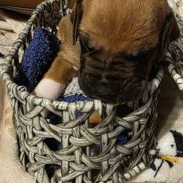 Girl 6 - Lt whtn blk nose female Rhodesian Ridgeback puppy in Erie, Pennsylvania from Anjari's Ridgebacks
