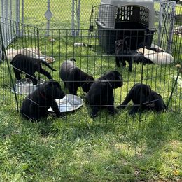 Labrador Retriever Puppies from Hunter’s Moon Retrievers