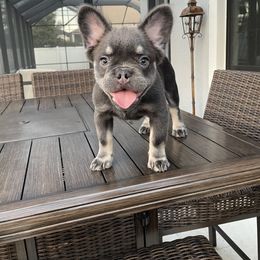 Boy 1 - Blue French Bulldog puppy in Tampa, Florida from 5 Star Bullies