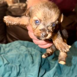 Girl 1 - Black and tan female Yorkshire Terrier puppy in Eddyville, Kentucky from Paw-Perfect Palace