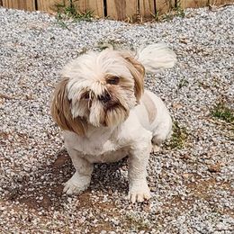 Rip - Shih Tzu