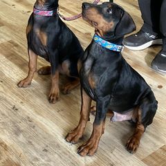 German Pinscher Puppies from Immer Treu German Pinschers