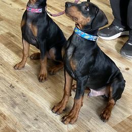 German Pinscher Puppies from Immer Treu German Pinschers