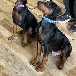 German Pinscher Puppies from Immer Treu German Pinschers