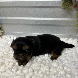 Peaches - Black and tan female Shih Tzu puppy in Elgin, South Carolina from Silver Bells Paw Prints