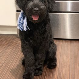 Portuguese Water Dog Puppies from Prestige Portuguese Water Dogs