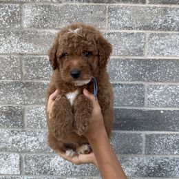 Camilo - Red  male Goldendoodle puppy in Katy, Texas from Sweet T Doodles