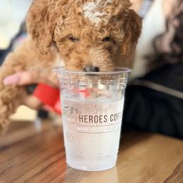 Duchess - Red  female Goldendoodle puppy in Bentonville, Arkansas from Bentonville Doodles