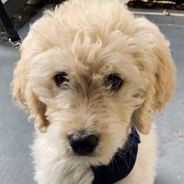 Goldendoodle Puppies from Port City Doods