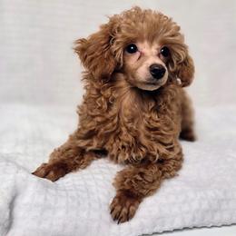 Asher - Apricot male Poodle puppy in Cornelia, Georgia from Yates Family Farm