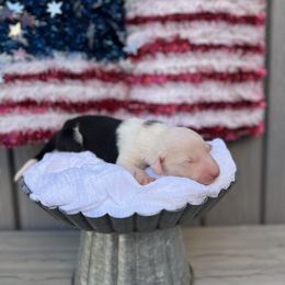 Old English Sheepdog and Sheepadoodle Puppies from Desert Sheepies&Doodles
