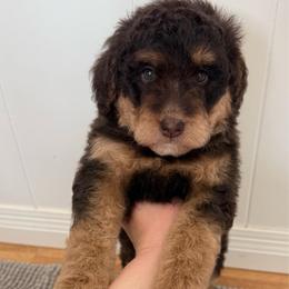 Jolene - Red tri-color female Aussiedoodle puppy in Heber City, Utah from Junipersdoodles