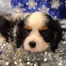 Paz - Tri-color male Cavalier King Charles Spaniel puppy in Rockville, Maryland from Skais the Limit Cavaliers