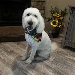 Dolly - Goldendoodle