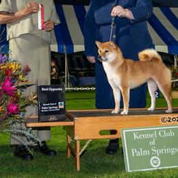 Shiba Inu All Grown Up from Trina Burt