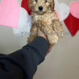 Goldendoodle Puppies from Yorks and doodles