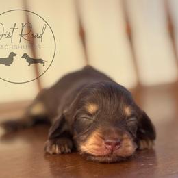 Boy 2 - Chocolate and cream male Dachshund puppy in Town Creek, Alabama from Dirt Road Dachshunds