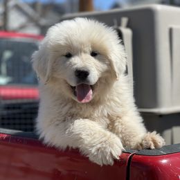 Great Pyrenees Puppies from Forestwood Farms Great Pyrenees