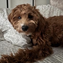 Kora - Goldendoodle