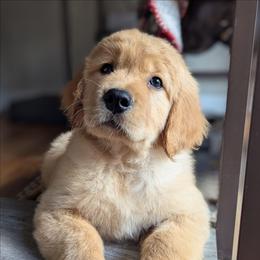 Blue Girl- Pearl - Golden female Golden Retriever puppy in Troy, Texas from R&R Goldens