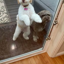 Lagotto Romagnolo Puppies from Riverside Lagottos