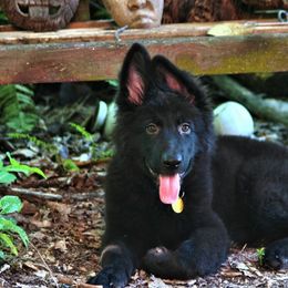 German Shepherds from Vom Wiesinger Kennel