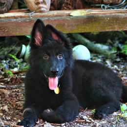 German Shepherds from Vom Wiesinger Kennel