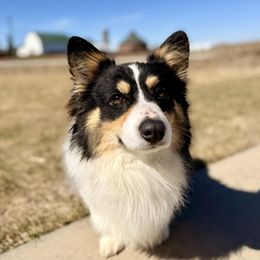 Gunner - Pembroke Welsh Corgi