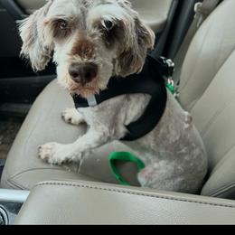 Chip - Miniature Schnauzer