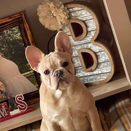 Nova Leigh - French Bulldog