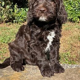 Christopher Robin - Chocolate male Goldendoodle puppy in Hendersonville, North Carolina from Kim's Cove