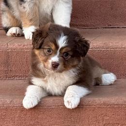 Lainey - Red tri female Toy Australian Shepherd puppy in Wichita Falls, Texas from Shooting Stars Ranch Toy and Mini Aussies