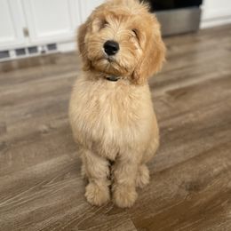 Goldendoodle Puppies from Whidbey Goldendoodles