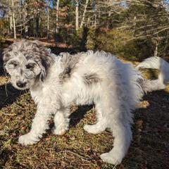 Double Doodle Puppies from Breedlove Mtn Doodles