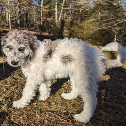 Double Doodle Puppies from Breedlove Mtn Doodles