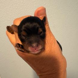 Little Lacy Mae - Tri-color female Yorkipoo puppy in Carlotta, California from Lost Coast Poodles and Doodles