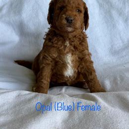 Opal - Red  female Goldendoodle puppy in De Pere, Wisconsin from Kinzor Kennels