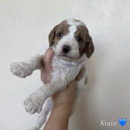 Krave - Parti male Goldendoodle puppy in Crothersville, Indiana from Wischmeier’s Doodles