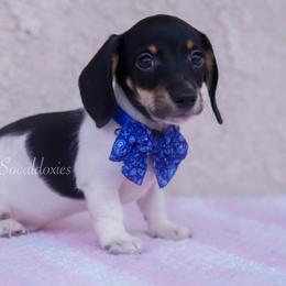 Aaron - Black and tan male Dachshund puppy in Apple Valley, California from Socaldoxies