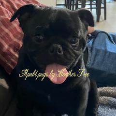 Moses - Pug (Non-standard)